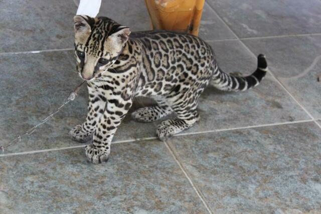 Diese kleine putzige Raubkatze geht in Honduras als Haustier durch.