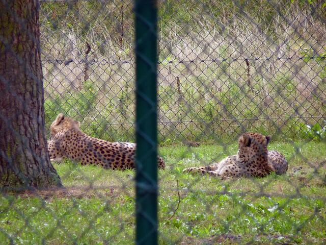 Leoparden...