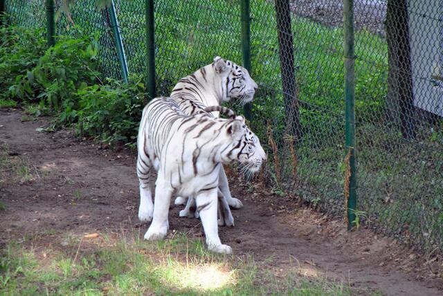 weiße Tiger...