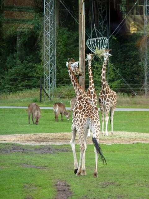 Giraffen beim Baseball...