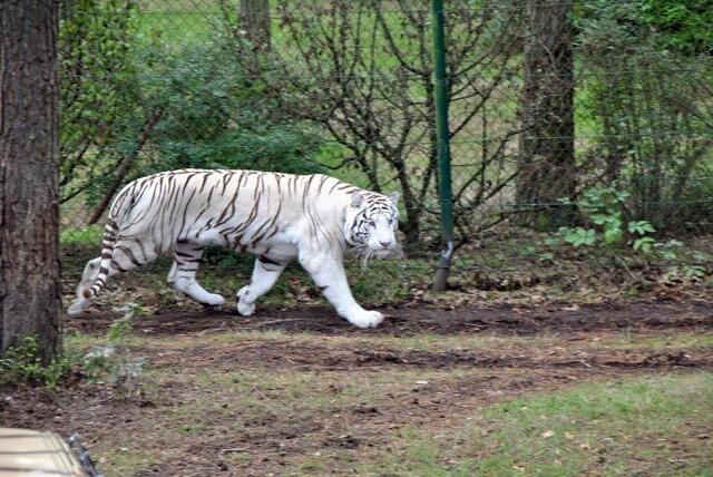 nochmal die Weißen Tiger...