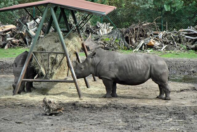 auf Safari...