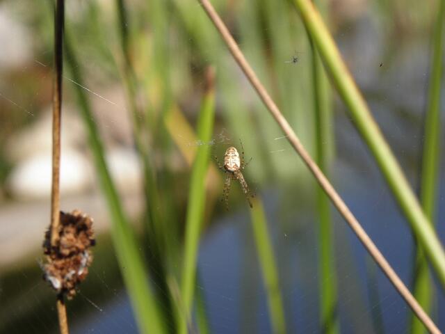 Kann die Art von Spinne leider nicht zuordnen.