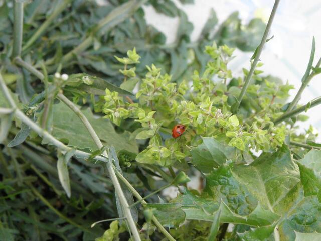 Schöner Farbkontrast.