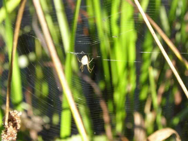 Sehr filigrane Arbeit.