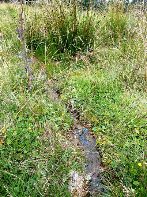 Landschaft des Hangmoors: Solche kleinflächigen Hangmoore sind mosaikartig im Bergfichtenwald des Brockens verteilt.