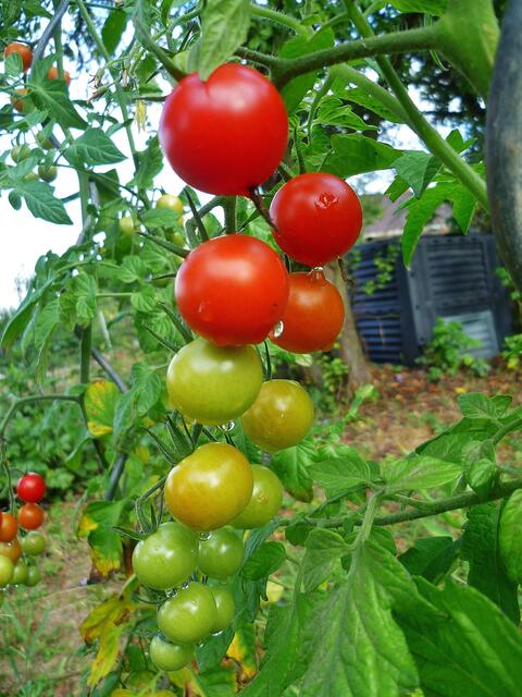12.9.2013 - Tomatenrispe !