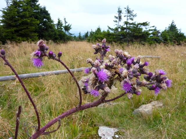 Farbenpracht der Distel