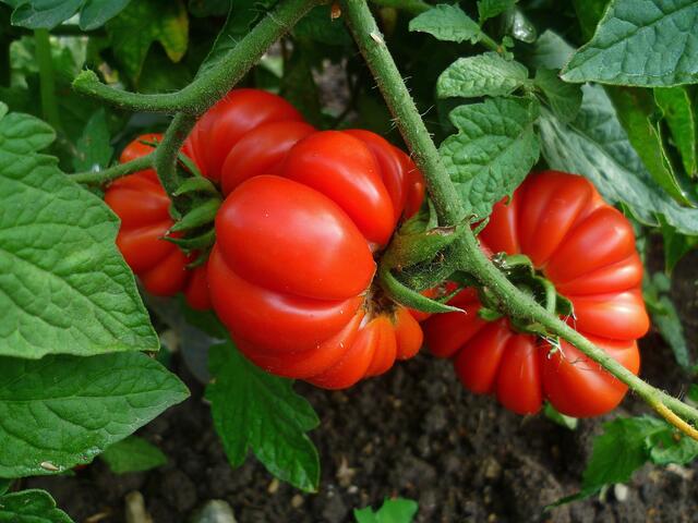12.9.2013 - Fleischtomaten !
