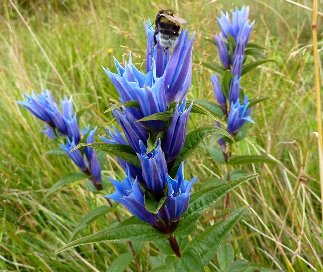 Turnübung einer Hummel auf einem Schwalbenwurz-Enzian