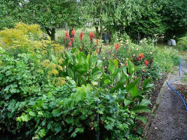 12.9.2013 - Cannas und Dahlien in voller Blüte !