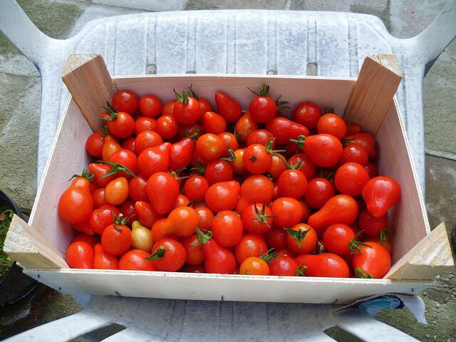 12.9.2013 - Tomatenernte !