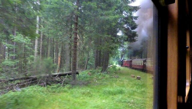 Durch Nadelwälder geht die Fahrt zunächst nach Schierke.