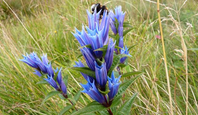 Die Hummel kämpft sich zum Blütenkelch vor.