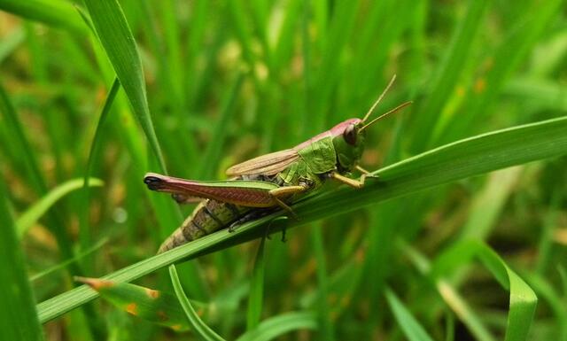 Hey -  und ich bin ein Gemeiner Grashüpfer (Chorthippus parallelus)
