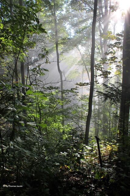 ...verzauberten den Wald.