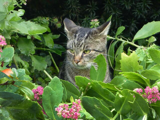 ... vielleicht sollte ich doch in den Blumen versteckt bleiben!