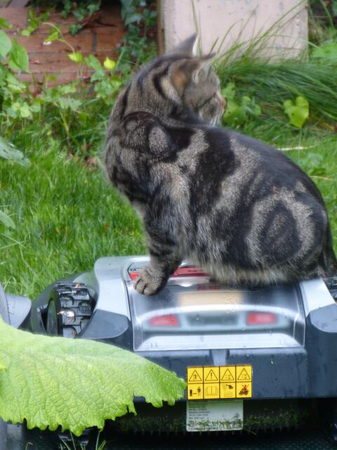 ... ha.... jetzt hab ich ihn! Kuckt auch keiner?