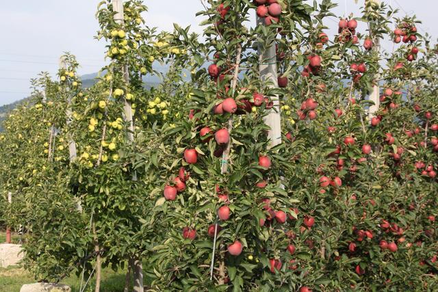 Überall in der Umgebung-Apfelplantagen