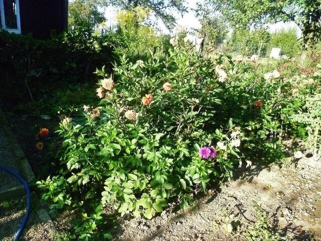 28.9.2013  -  Dahlienrestblüte !