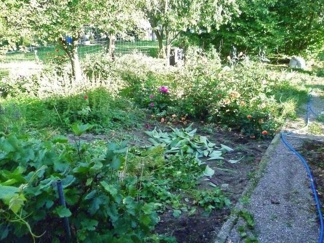 28.9.2013 - Cannas und Sternblumen raus,weil schon 1° Nachtfrost war !