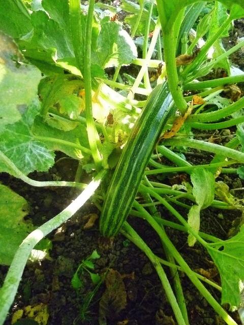 28.9.2013 - Zucchini !