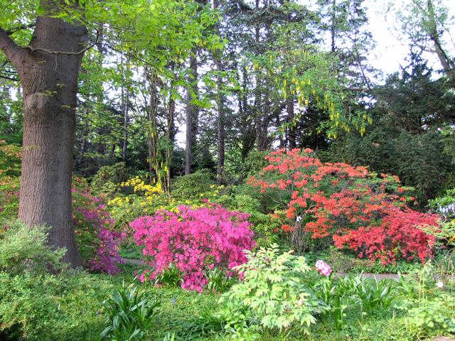 Im Mai sorgt der Rhododendrengarten für mächtig viel Farbe.
