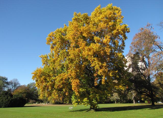 Im Spätsommer kündigt sich schon der Herbst an.