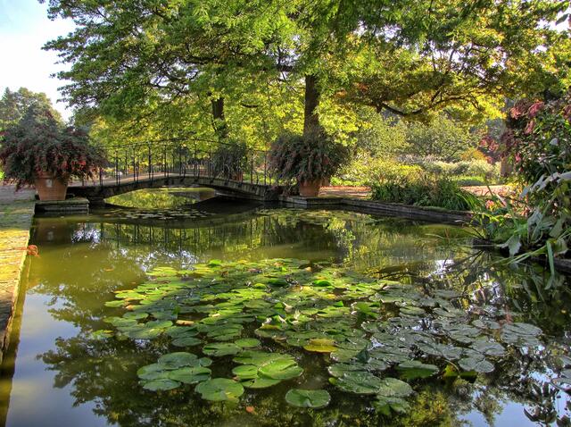 Ein herrlicher Anblick, und auch die Fische fühlen sich darin wohl. | Foto: Christel Wolter