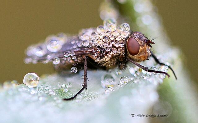 Fliegen im Swarovski Look gab es reichlich
