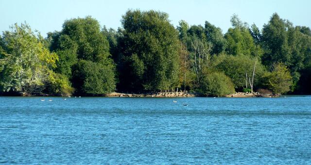 An den Ufern finden viele verschiedene Wasservogelarten Unterschlupf.