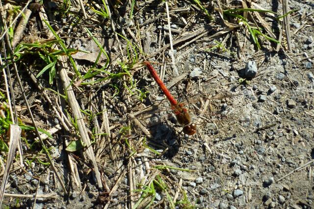 Eine rote Libelle