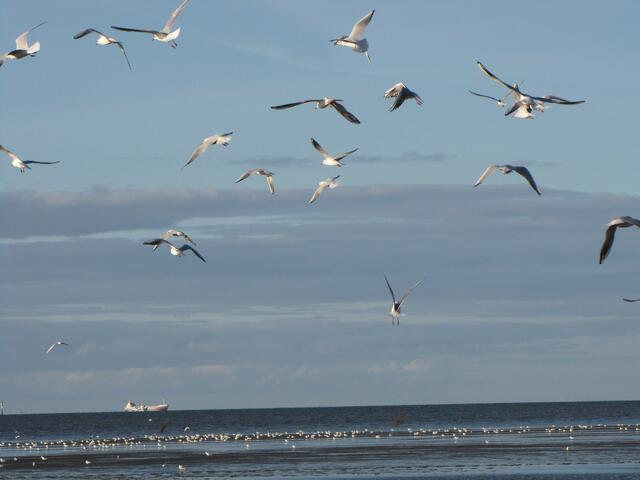 Flugshow!