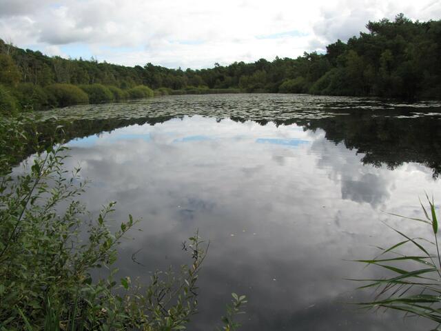 Mitten im Wald: Der Finkenmoorsee