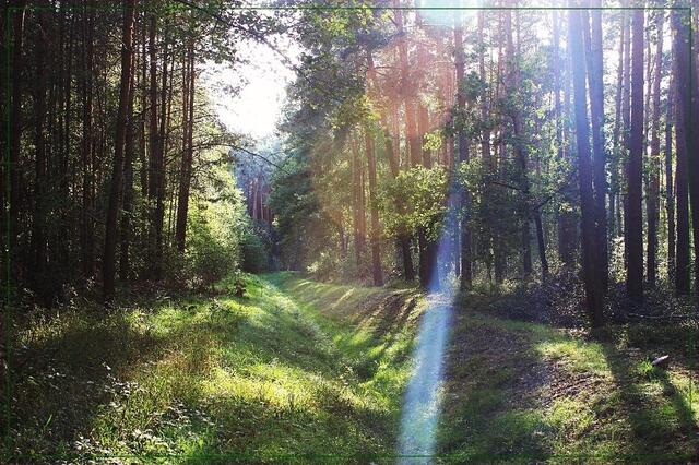 Nun sind wir im Lever Wald