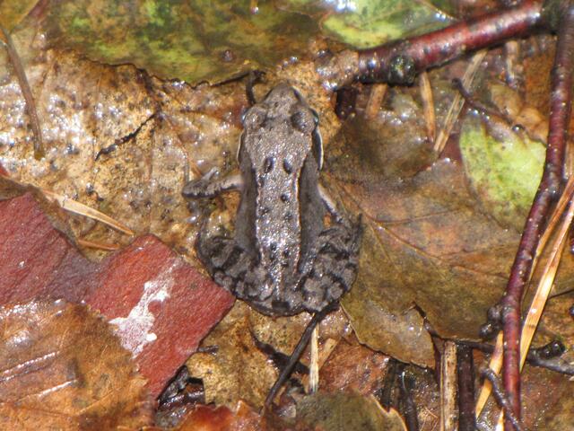 Junger Moorfrosch