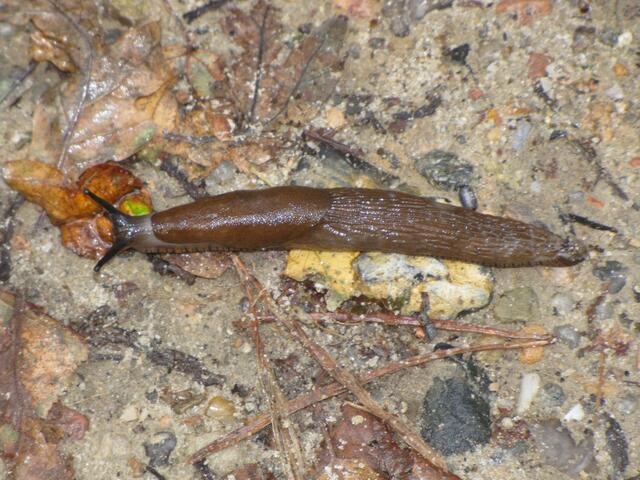 Rote Wegschnecke (Arion rufus), auch Große Wegschnecke oder Große Rote Wegschnecke genannt. Die Färbung ist sehr variabel und kann von rot über braun bis schwarz reichen.