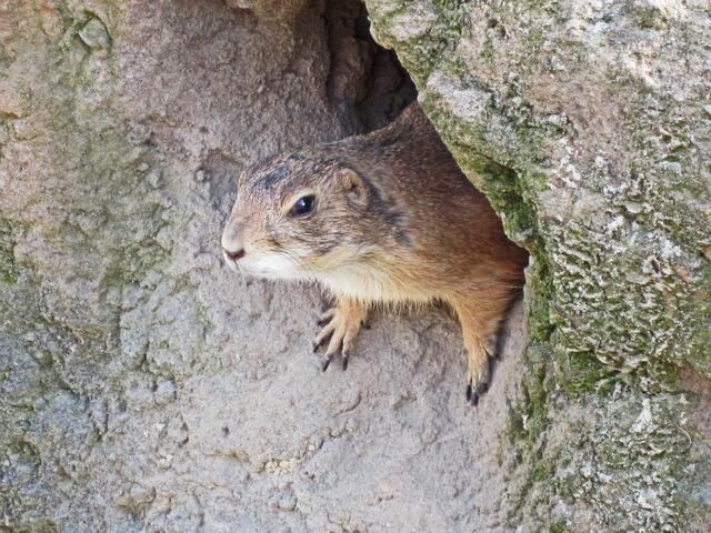 Präriehunde