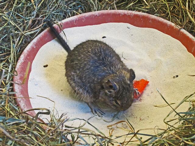 Degu