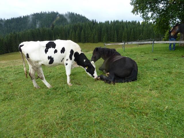 Sie sucht bei einem Pferd Anschluß.