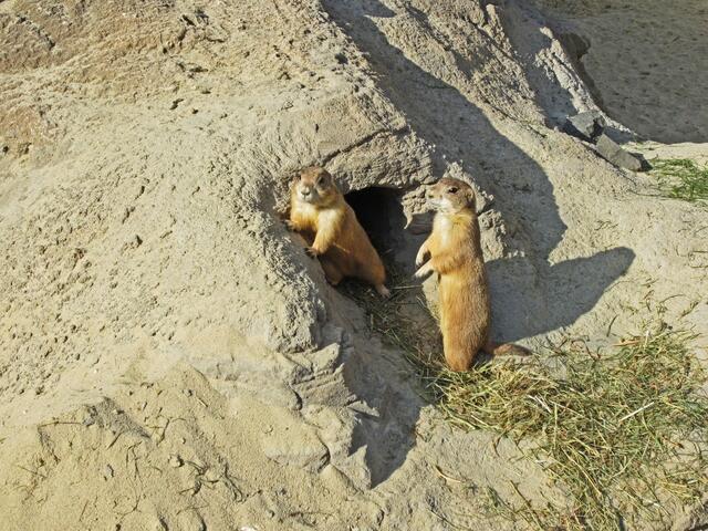 Präriehunde