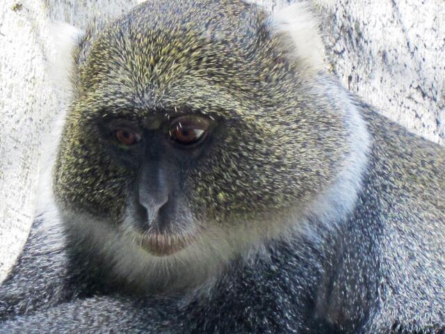 Weißkehlmeerkatzen