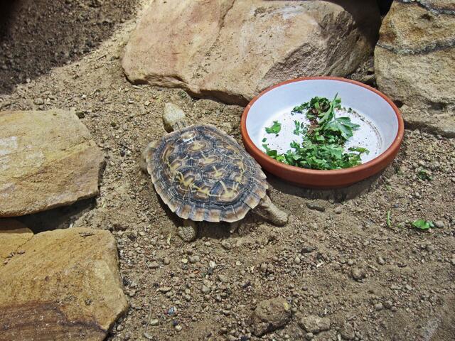Spalten-Schildkröte