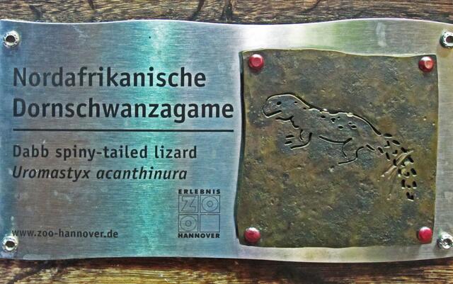 Nordafrikanische Dornschwanzagame