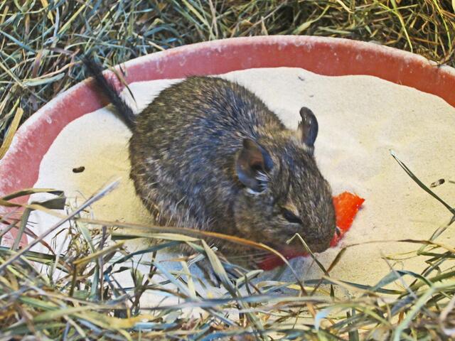 Degu