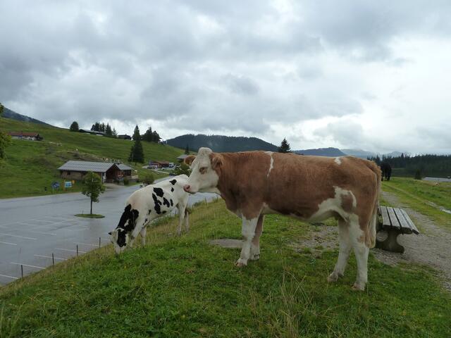Kühe auf der Winkelmoosalm.