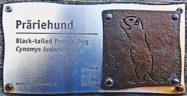 Präriehunde