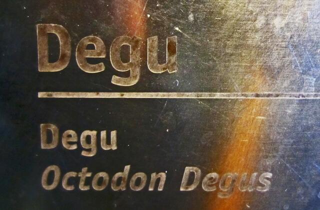 Degu