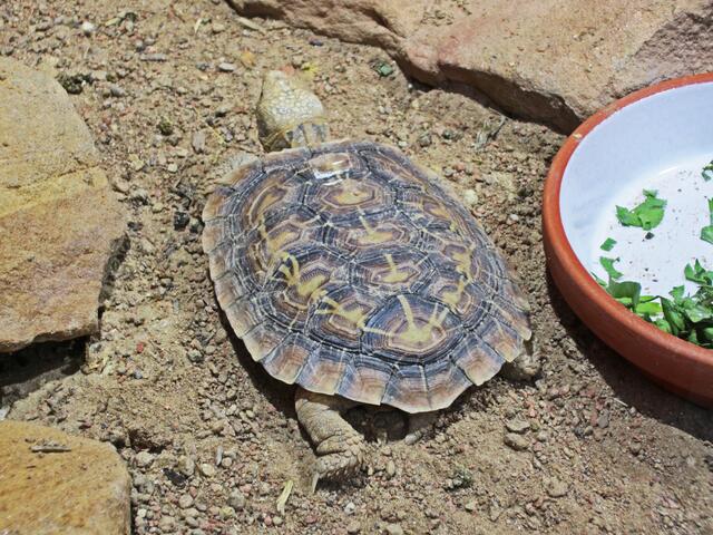 Spalten-Schildkröte