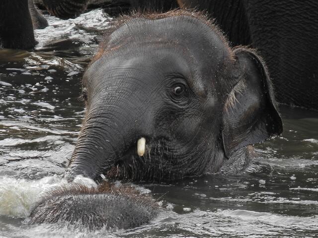 Der Wasserfreund